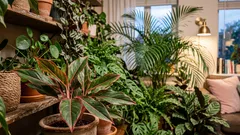 Geen giftige stoffen: 7 kamerplanten die de lucht binnenshuis op natuurlijke wijze verfrissen